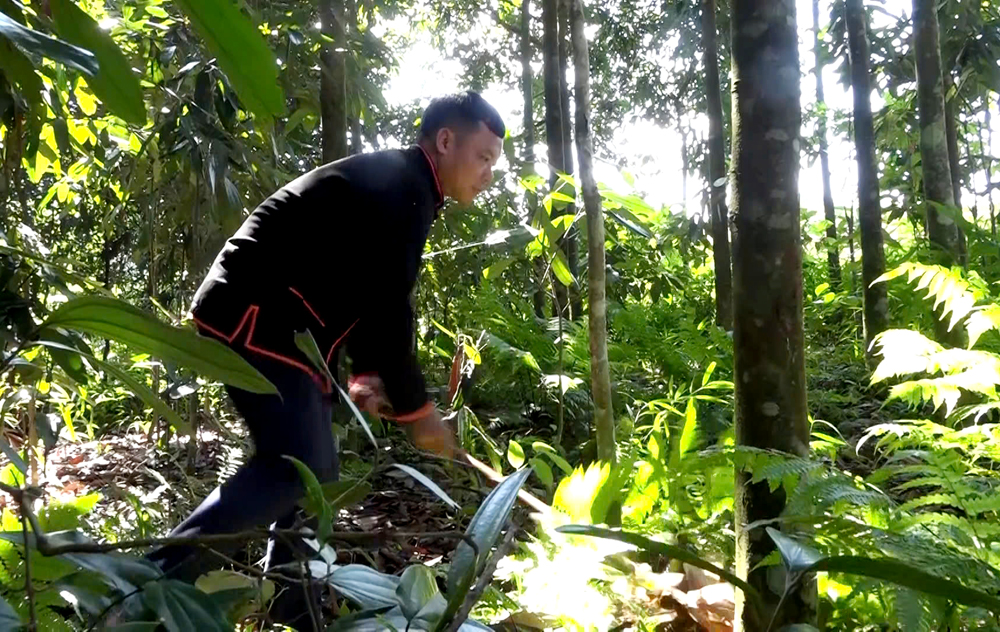 Anh Bàn Văn Minh ở thôn Làng Câu, xã Tân Hợp, huyện Văn Yên làm giàu từ quế.
